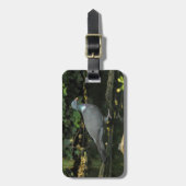 Columba palumbus gepäckanhänger (Vorderseite vertikal)