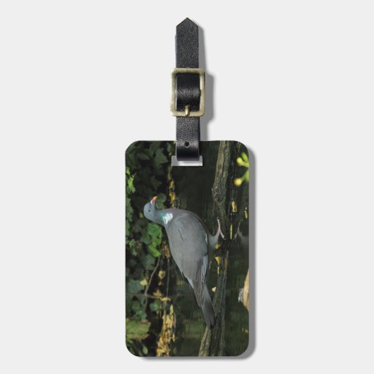 Columba palumbus gepäckanhänger (Vorderseite vertikal)