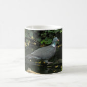 Columba palumbus kaffeetasse (Mittel)