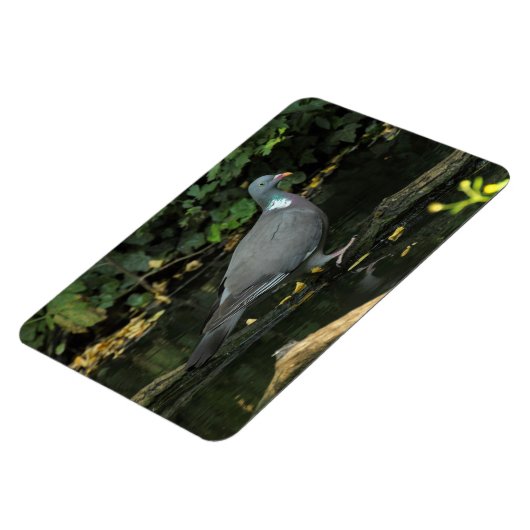 Columba palumbus magnet (Linke Seite)