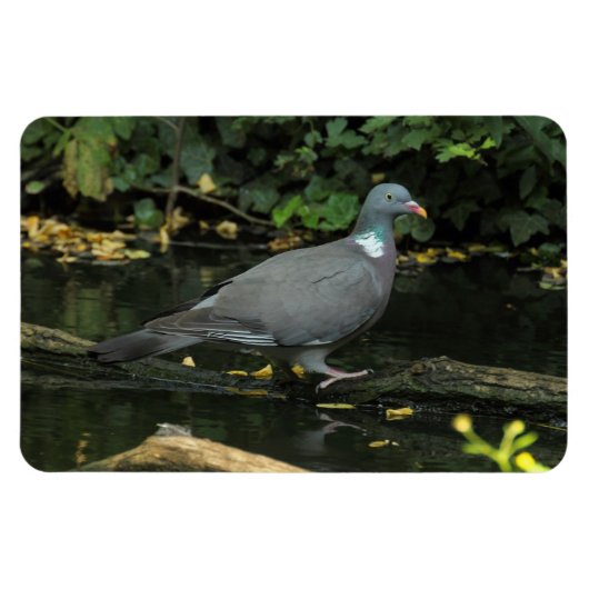 Columba palumbus magnet (Horizontal)