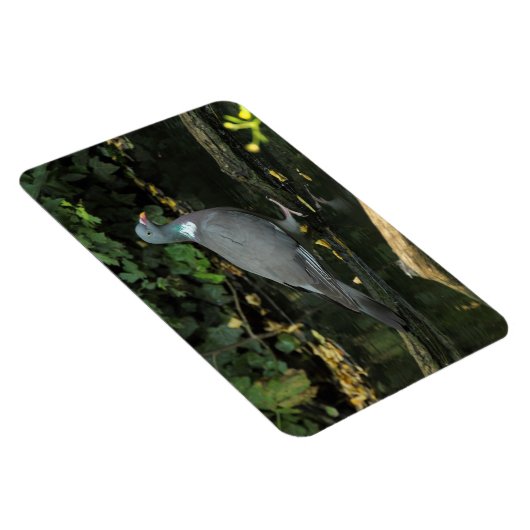 Columba palumbus magnet (Rechte Seite)