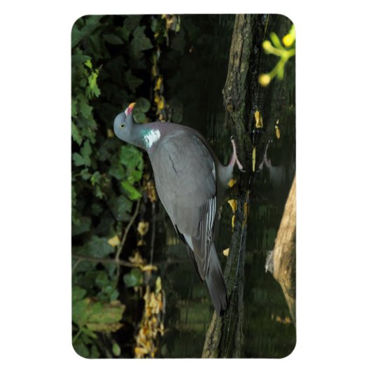 Columba palumbus magnet (Vertikal)