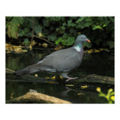 Columba palumbus poster (Vorderseite)