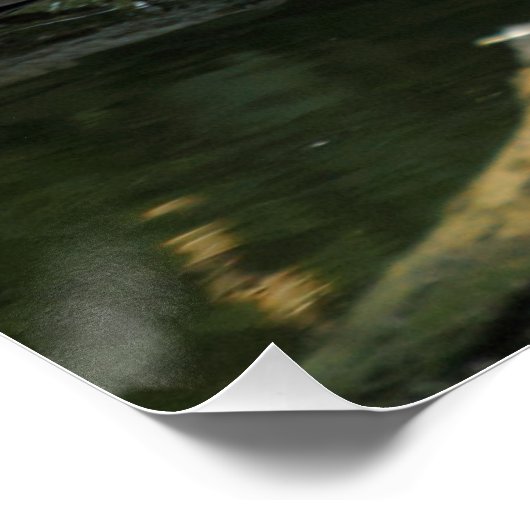 Columba palumbus poster (Ecke)