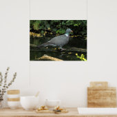 Columba palumbus poster (Küche)