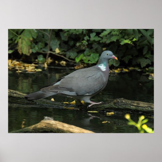 Columba palumbus poster (Vorne)