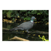Columba palumbus poster (Vorderseite)