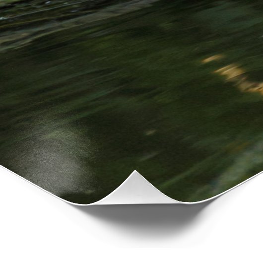 Columba palumbus poster (Ecke)