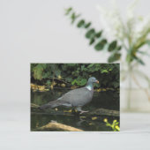 Columba palumbus postkarte (Stehend Vorderseite)