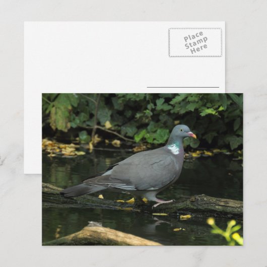 Columba palumbus postkarte (Vorne/Hinten)
