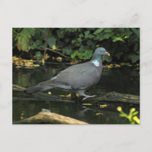 Columba palumbus postkarte