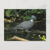 Columba palumbus postkarte (Vorderseite)