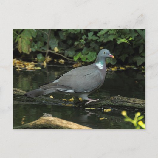 Columba palumbus postkarte (Vorderseite)