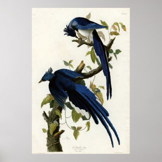Columbia Jay Birds of America von James Audubon Poster