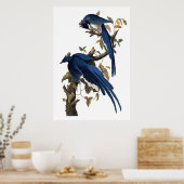 Columbia Jay | John James Audubon Poster (Küche)
