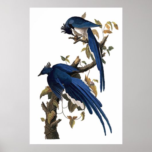 Columbia Jay | John James Audubon Poster (Vorne)