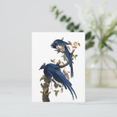 Columbia Jay | John James Audubon Postkarte (Stehend Vorderseite)