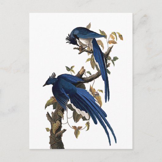 Columbia Jay | John James Audubon Postkarte (Vorderseite)