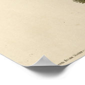 Columbia Jay von Audubons Vögeln von Amerika Poster (Ecke)