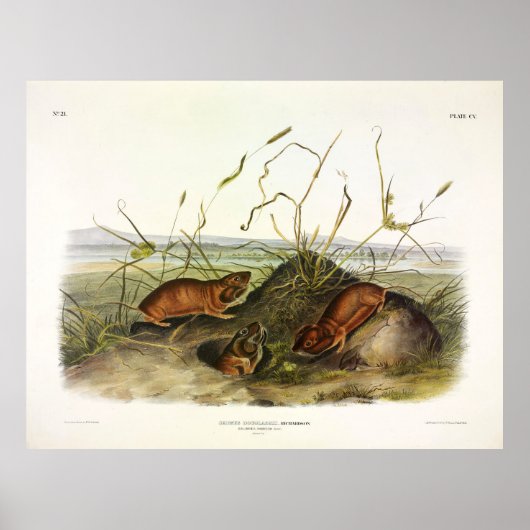 Columbia Pouched Rat, Northern Pocket Gopher Poster (Vorne)