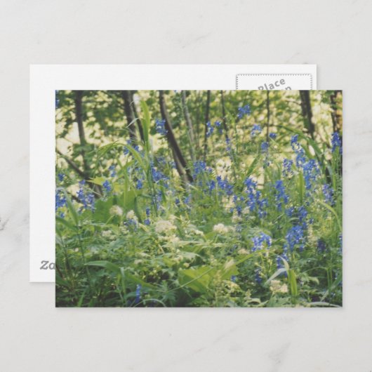 Columbia River Gorge Postkarte (Vorne/Hinten)