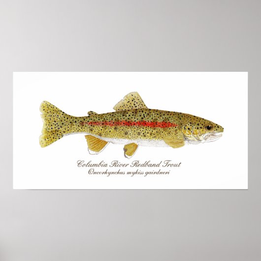 Columbia River Redband Trout Art Poster (Vorne)