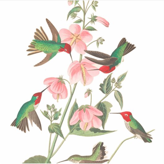 Columbian Humming von John James Audubon Aufkleber (Vorderseite)