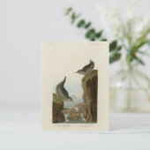 Columbian Water Ouzel, Audubons Vögel von Amerika Postkarte (Stehend Vorderseite)