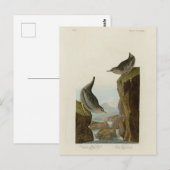 Columbian Water Ouzel, Audubons Vögel von Amerika Postkarte (Vorne/Hinten)