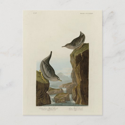 Columbian Water Ouzel, Audubons Vögel von Amerika Postkarte (Vorderseite)