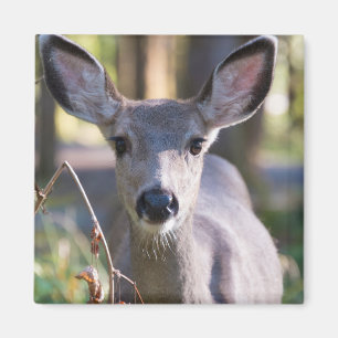 Columbianer Schwarzschwanz-Damhirsch   Washington  Magnet