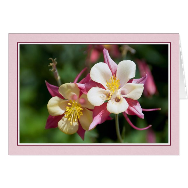 Columbine (Vorderseite (Horizontal))