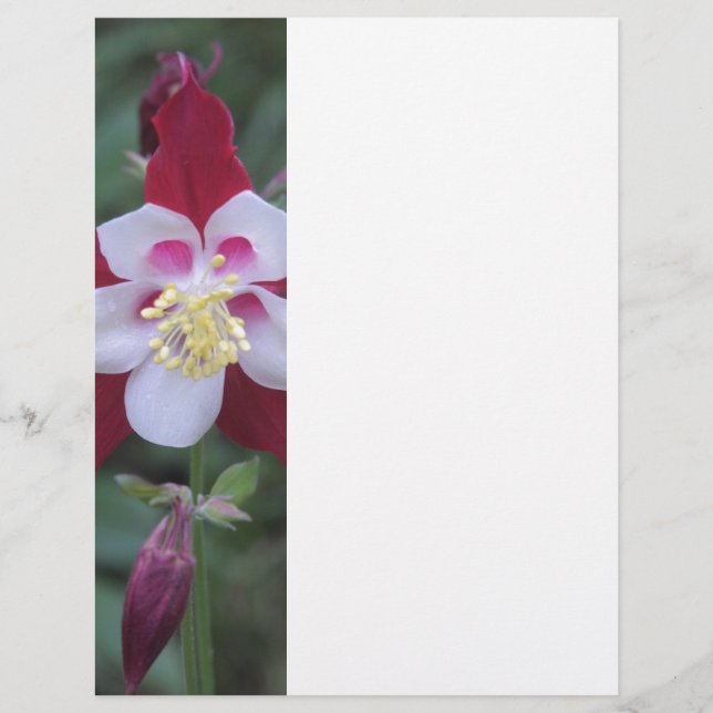 Columbine (Vorderseite)