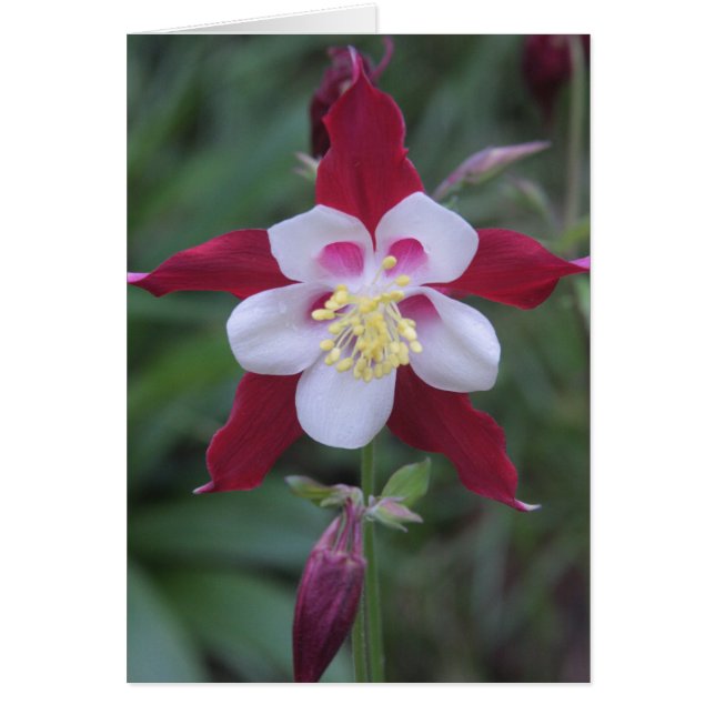Columbine (Vorne)