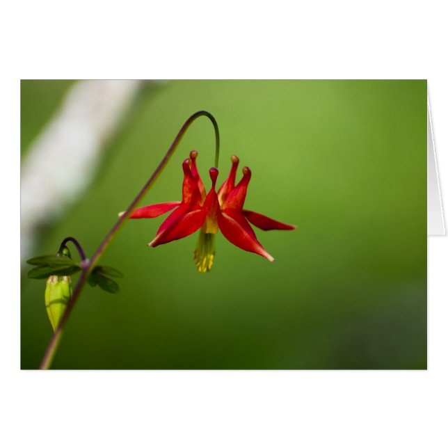 Columbine 01 (Vorderseite (Horizontal))