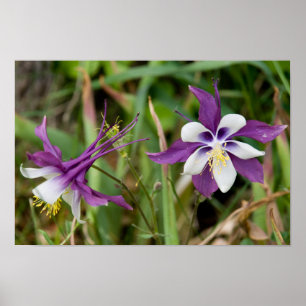 Columbine blüht Plakat