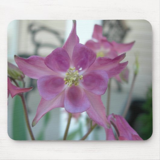 Columbine-Blume mousepad (Vorne)