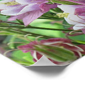 COLUMBINE BLUME Poster (Ecke)