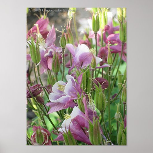 COLUMBINE BLUME Poster (Vorne)