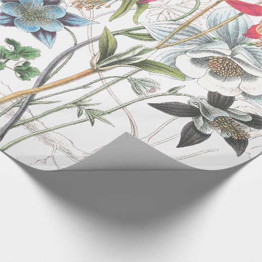 Columbine-Blumen-Verpackungs-Papier Geschenkpapier (Ecke)
