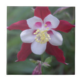 Columbine Fliese (Vorderseite)