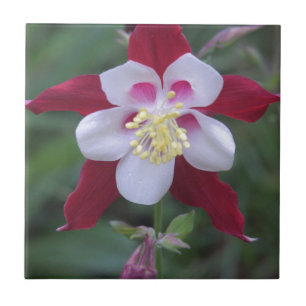 Columbine Fliese