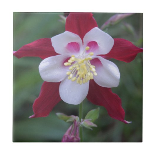 Columbine Fliese (Vorderseite)