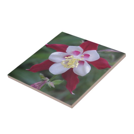 Columbine Fliese (Seite)