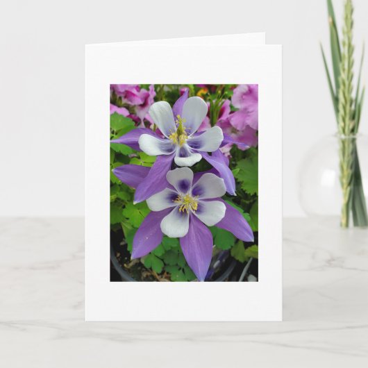 Columbine flower greeting card karte (Vorderseite)