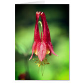 Columbine Flower Photography Note Card (Vorne)