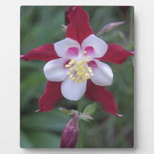 Columbine Fotoplatte
