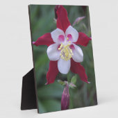 Columbine Fotoplatte (Seite)