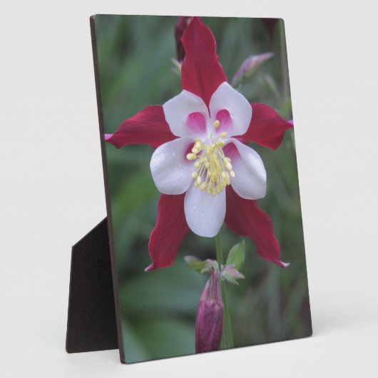 Columbine Fotoplatte (Seite)